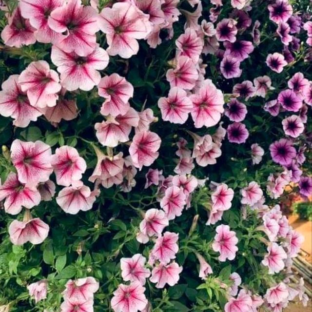 🌼🌸ไร่คุณอารียา🌿🌿