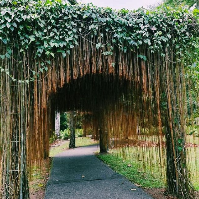 Singapore Botanical Gardens 