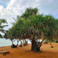 อ่าวนาวิกโยธิน หาดเตยงาม (Toey Ngam Beach)