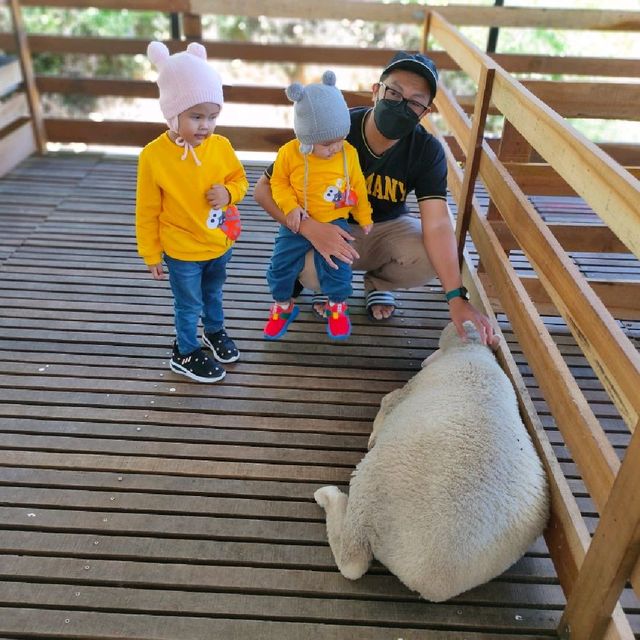 New Sheep Sanctuary at Cameron Highlands