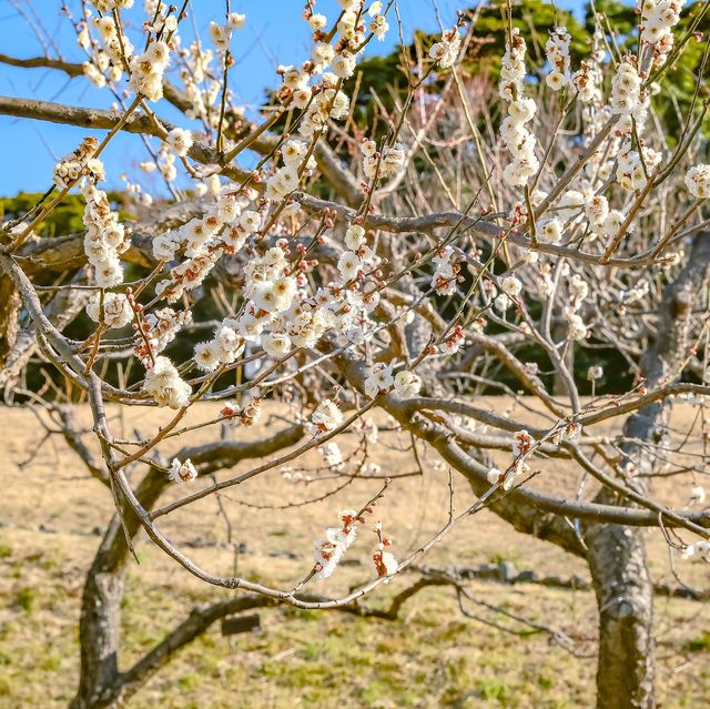 根岸森林公園の梅林の様子
