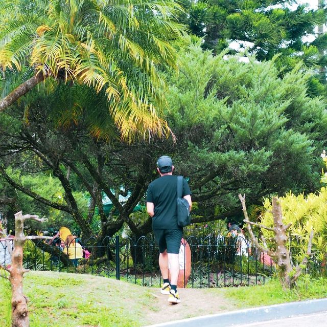 Be FINE with PINE TREES in Tagaytay!