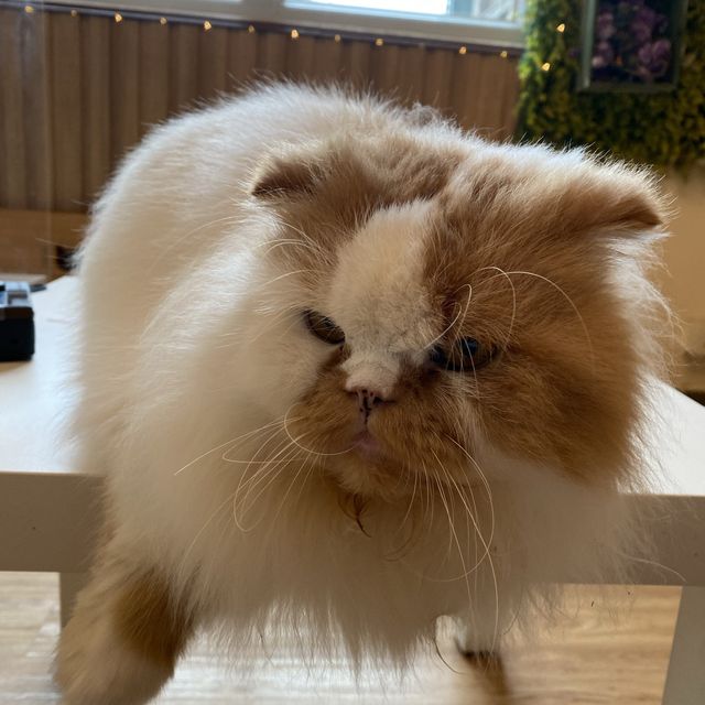 可愛貓貓Cafe
