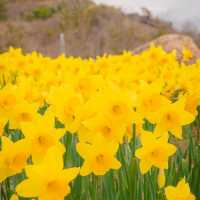 🌼봄의 시작을 알리는 수선화가 예쁜 [부산, 오륙도해맞이공원]