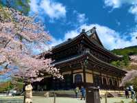 京都　SAKURA 桜めぐり❗️南禅寺の桜に感動❗️