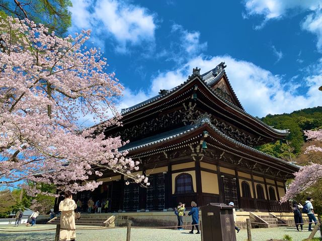 京都　SAKURA 桜めぐり❗️南禅寺の桜に感動❗️