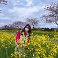 제주도 봄여행 ‘녹산로’