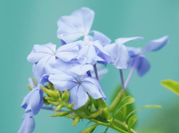 下白泥