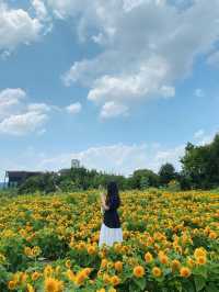 🌻해바라기 천국 카페 그유명한 '감자밭'