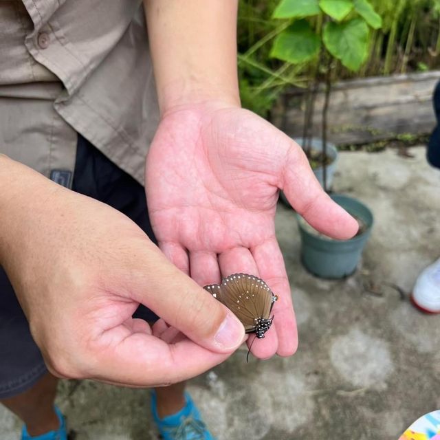 嘉道理農場嘉道理農場暨植物園 觀蝶之旅