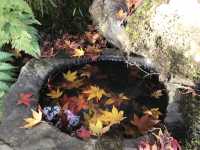 【滋賀】県内随一の紅葉スポット！鶏足寺をご紹介