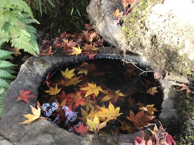 【滋賀】県内随一の紅葉スポット！鶏足寺をご紹介