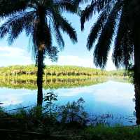 natural morning walk in palm oil plantation 