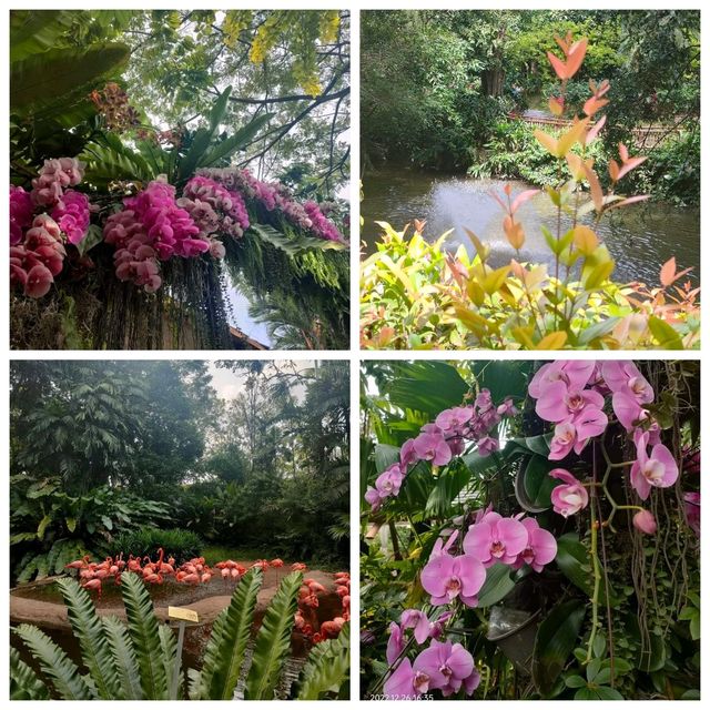 最後機會～新加坡裕廊飛禽公園