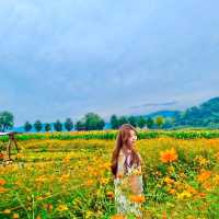 [연천] 꽃구경 명소🌸🌼🌺‘임진강댑싸리공원’