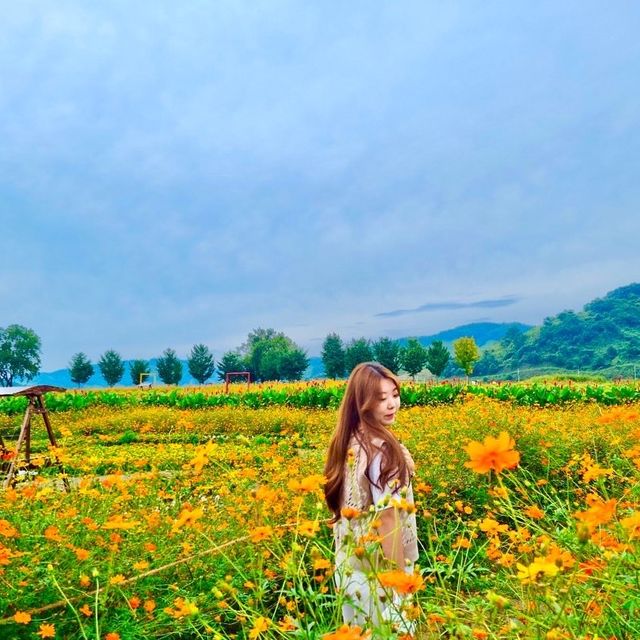 [연천] 꽃구경 명소🌸🌼🌺‘임진강댑싸리공원’