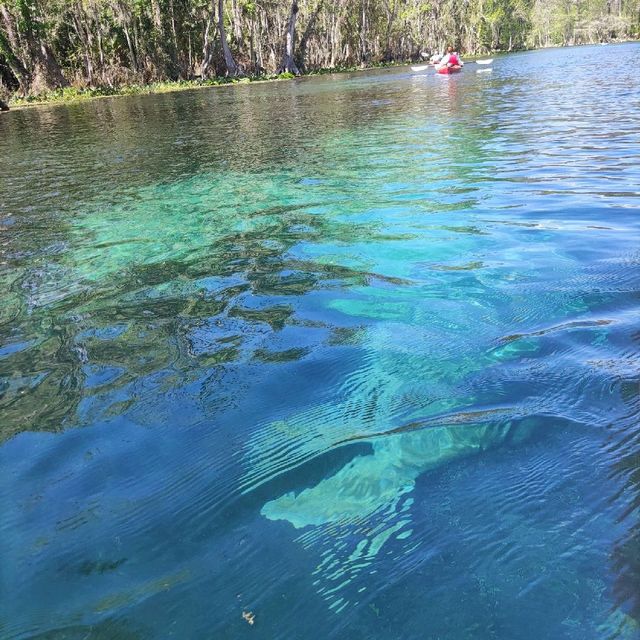 Manatee at Silver Spring