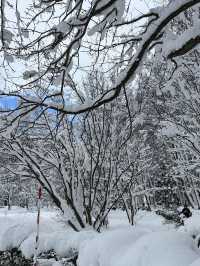 자작나무 눈세상 ”탁심원“ ❄️❄️❄️