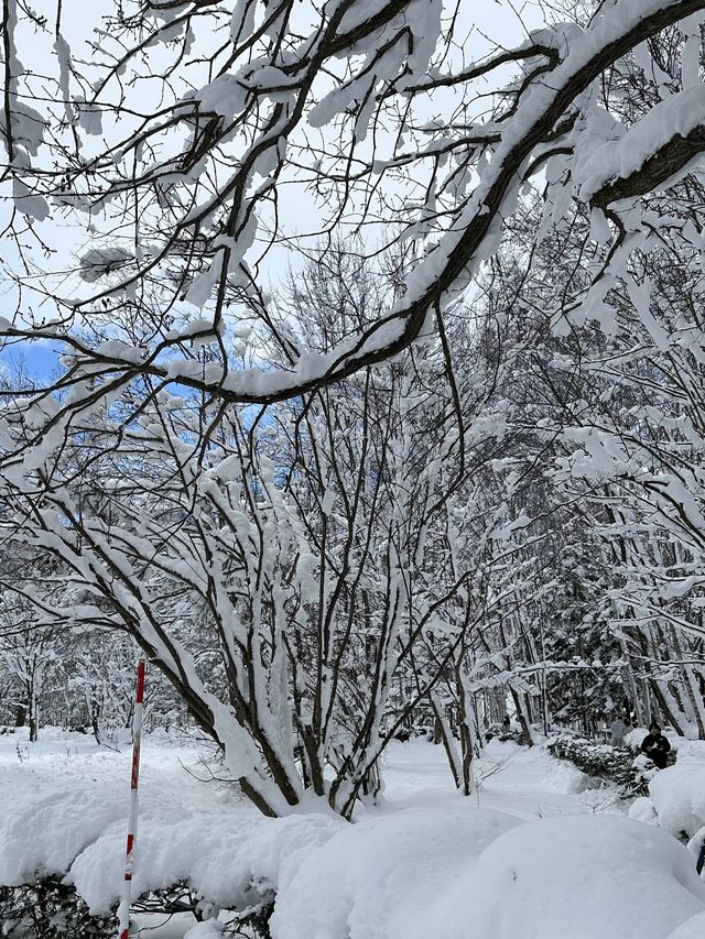 자작나무 눈세상 ”탁심원“ ❄️❄️❄️