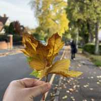hiking at epping forest in late autumn