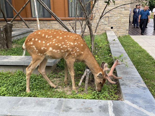 백두산 호텔 추천