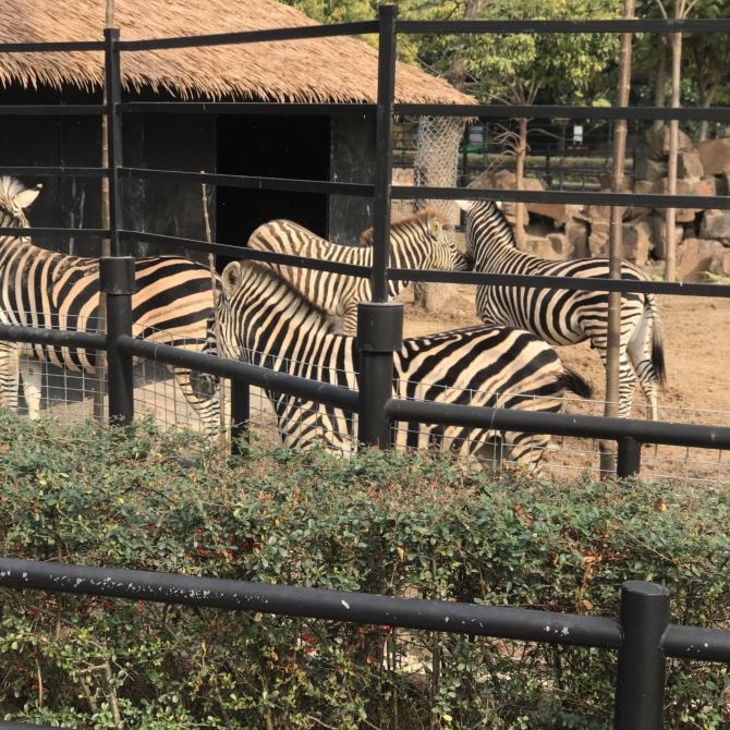 Zoo time Huai'an Travelogues