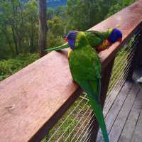 Enjoy your lunch with Lorikeets
