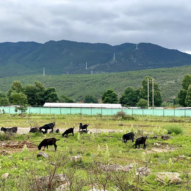Tinghua Valley💐