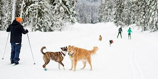 XC Skiing with your dog | Whitehorse Nordic Centre