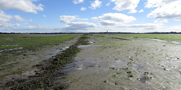 Journey To The Centre Of The Mud | Montrose Basin - Old Mill Car Park