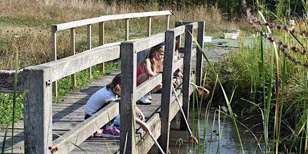Abberton Pond Dipping | Abberton Reservoir Nature Discovery Park
