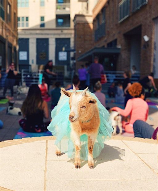 Halloween Costume Goat Yoga McKinney @ Tupps! | TUPPS Brewery