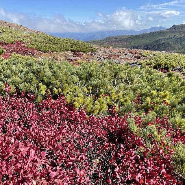 北海道　黒岳の高山植物