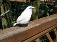 Edward Youde Aviary. 