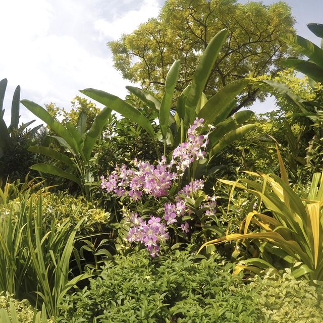 Communing w/ nature @ Nat’l Orchid Garden