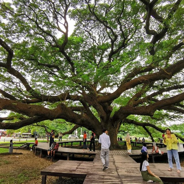 🌳ต้นจามจุรี​ยักษ์ กาญจน​บุ​รี⛰️