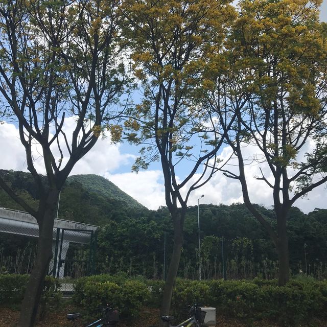 大圍至大埔單車一日遊