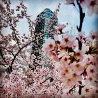 お花見シーズン〜東京ミッドタウン
