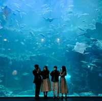👉🏻아쿠아플라넷 일산: 니모를 찾아서🐠