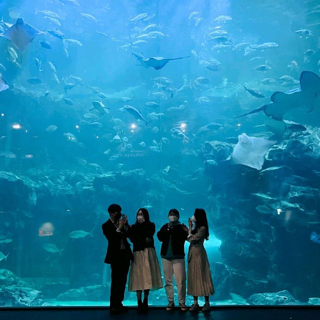 👉🏻아쿠아플라넷 일산: 니모를 찾아서🐠