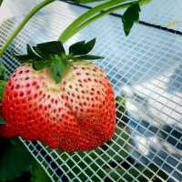 Strawberry picking