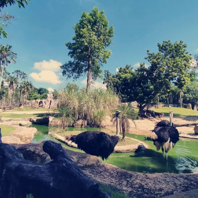 amazing zoo park in bali 