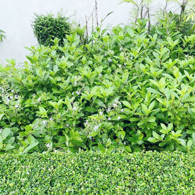 尖沙咀東海濱平台花園