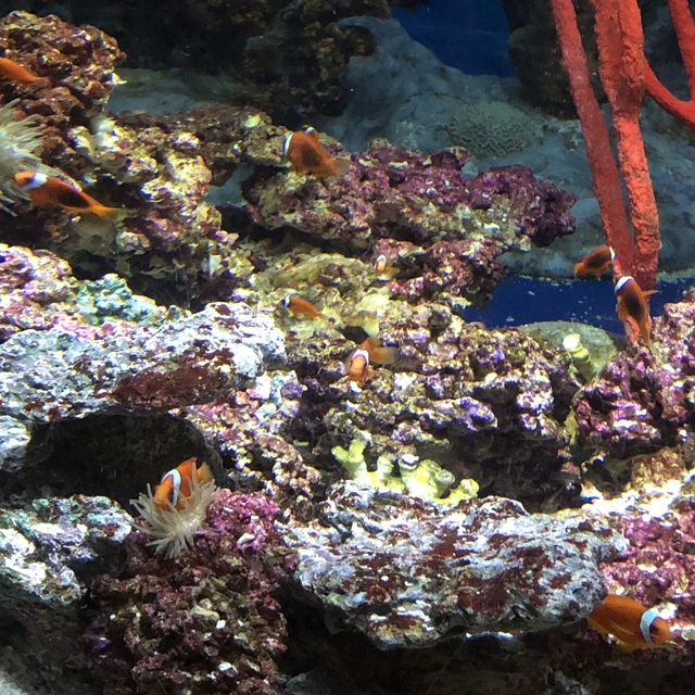 Ocean Park, The only park in Hong Kong to meet Pinguin and Panda