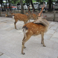 Nara park Japan 