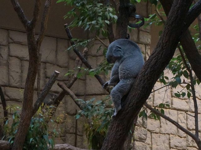名古屋親子好去處推介《東山植物動物園》😎😎