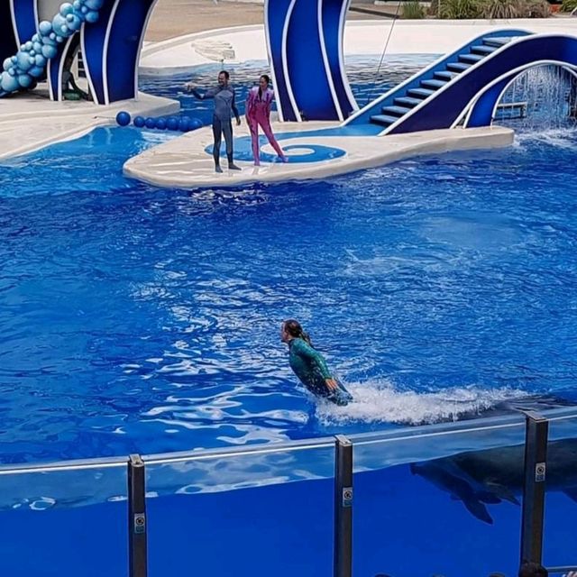 The Seaworld killer Whale show 