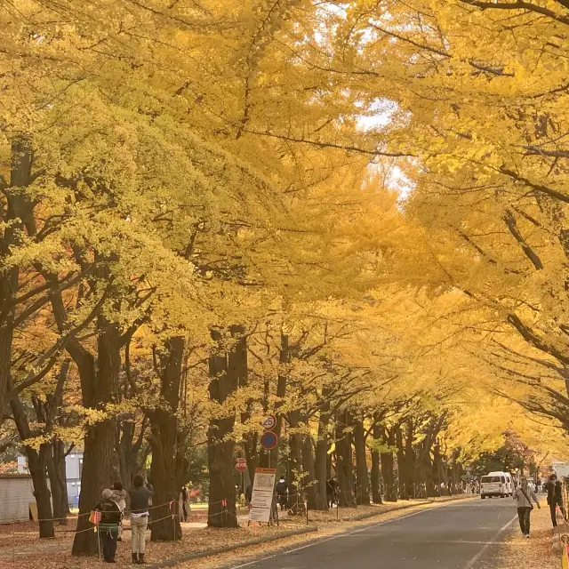 黄金色の道😊北海道大学イチョウ並木