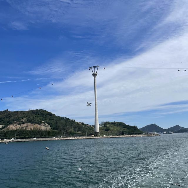 Sea birds 