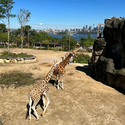Amazing Day spent at 📍Taronga Zoo Sydney📍 Sydney Travelogues Amazing Day spent at 📍Taronga Zoo Sydney📍 Sydney Travelogues